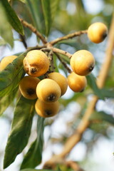Ripe Loquat Fruits Hanging on Sunlit Branches in Garden Orchard Close-Up Photo