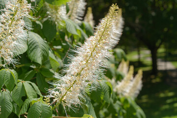 Bottlebrush Buckeye (Aesculus parviflora) flowers in the park, summer