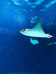 stingray in aquarium