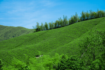 Vast Tea Plantation And Bamboo Forest Under Clear Blue Sky Photo