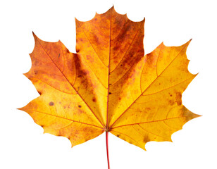 Obraz premium High-detailed fallen autumn leaf, isolated on a transparent background
