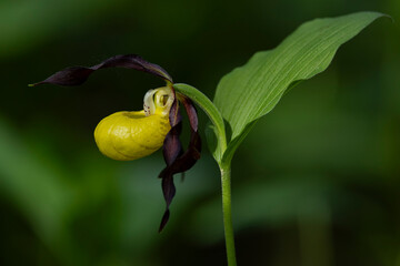 blossom of lady's-slipper orchid (Cypripedium calceolus)
