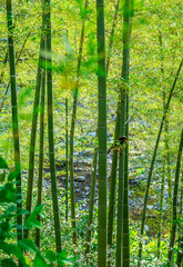 Wild Bird Resting Peacefully Among Bamboo Stalks In Forest