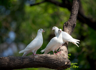 Peaceful Summer Forest Scene With White Dove Resting On Branch