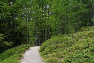 Obraz premium Ein Wanderweg im Ultental in Südtirol 