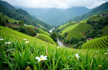 Foto auf Acrylglas Grün Lush green terraced hillsides with a winding river in a scenic mountain landscape  © starush