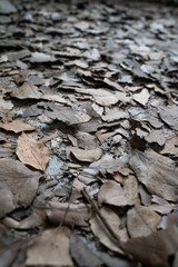Melancholic Wilted Leaves And Bare Branches In Moody Autumn Scene Photography