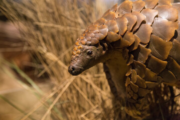 Solitary Pangolin Scales Close Up In Natural Forest Habitat Under Soft Light