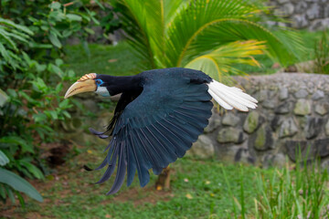 The flying female Blyth's hornbill (Rhyticeros plicatus), it is a large hornbill inhabiting the forest canopy in Wallacea and Melanesia.
Its local name in Tok Pisin is kokomo.