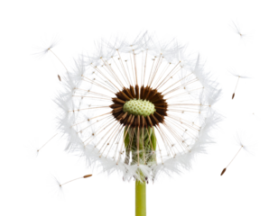 Hyper realistic dandelion seed head blowing in wind, isolated on a transparent background