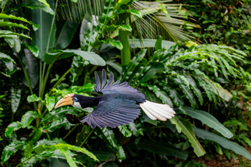The flying female Blyth's hornbill (Rhyticeros plicatus), it is a large hornbill inhabiting the...