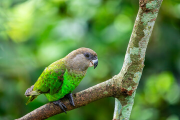 The brown-headed parrot (Poicephalus cryptoxanthus) is a south-eastern African parrot. 
The general plumage colour is green