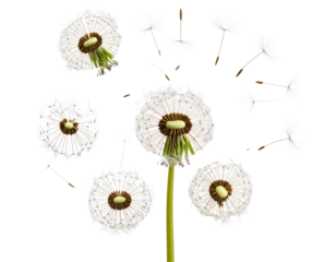 Hyper realistic dandelion seed head blowing in wind, isolated on a transparent background