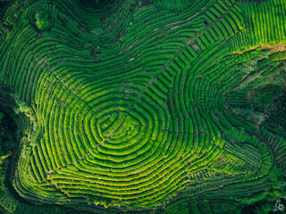 Aerial view of beautiful tea crop terrace landscape in China