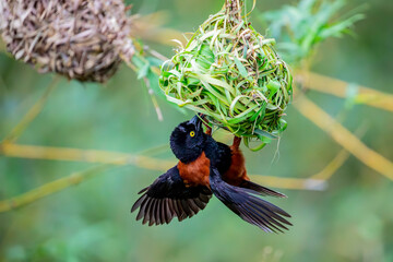The male chestnut-and-black weaver (Ploceus castaneofuscus), a species of bird in the family Ploceidae. It is found in West Africa from Sierra Leone to southern Nigeria.