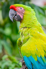 The great green macaw (Ara ambiguus) is a critically endangered Central and South America...