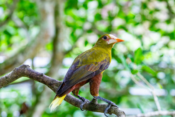 The green oropendola (Psarocolius viridis) is a species of bird in the family Icteridae. It is found in wooded habitats in the Amazon basin and Guianas of South America. 