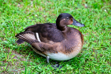 A BAER'S POCHARD (Aythya baeri). A diving duck found in eastern Asia. It breeds in southeast Russia and northeast China, migrating in winter to southern China, Vietnam, Japan, and India.