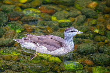 The cotton pygmy goose  (Nettapus coromandelianus) is among the smallest waterfowl in the world and are found in small to large waterbodies with good aquatic vegetation. 