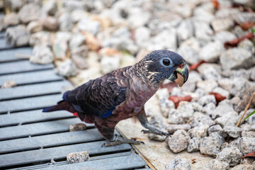 The dusky parrot (Pionus fuscus) is a medium-sized mainly dark brownish-gray parrot of the genus Pionus in the true parrot family.
The natural habitat is humid lowland forest. 