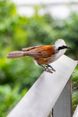 The white-crested laughingthrush (Garrulax leucolophus) is a member of the family Leiothrichidae. 
It is a highly social and vocal bird found in forest and scrub from the Himalayan foothills to SEA.