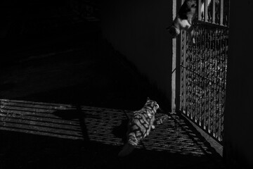 Um gato comendo ração iluminado pela luz do sol, através da grade do portão, e outro gato...