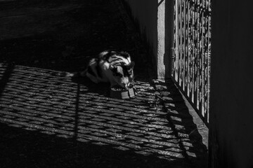 Um gato comendo ração iluminado através da grade do portão. Imagem em preto e branco.