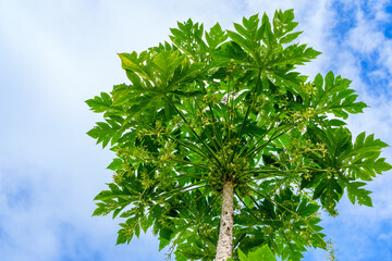 Low angle view of a lush papaya tree reaching up into the blue sky - symbolizing natural growth, tropical farming, and the beauty of sustainable agriculture.