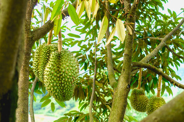 Raw durian hanging from a tree in a tropical orchard under the sunlight - a natural glimpse of Thailand’s famous ‘King of Fruits’ during harvest season.