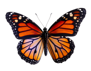 Realistic flying butterfly with open wings, isolated on a transparent background
