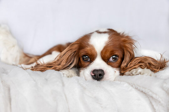 cavalier king charles spaniel