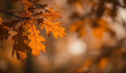 Fototapeta premium autumn leaves in the forest