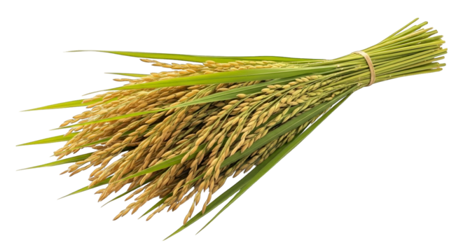 A bundle of golden rice stalks tied with a band, representing harvest and agricultural abundance.