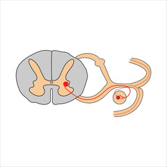 Spinal Cord Cross-section - Autonomic motor neuron pathway