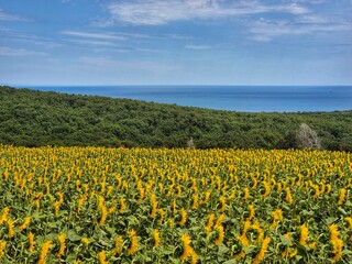 field of sunflowers