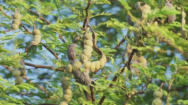 Gum arabic (gum acacia, gum sudani) fruit on the tree. Gum arabic's mixture of polysaccharides and glycoproteins gives it the properties of a glue and binder that is edible by humans