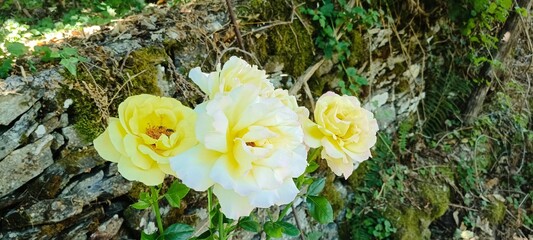 yellow roses in spring