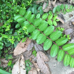 A vibrant green leafy stem with symmetrical oval leaf pairs grows across a forest floor, surrounded...