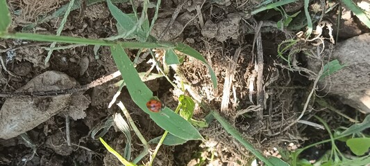ladybug in the grass