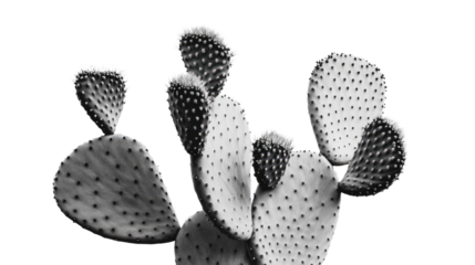 Cactus plant in black and white silhouette style with spines and desert shape transparent cutout isolated on white background