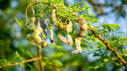 Gum arabic (gum acacia, gum sudani) fruit on the tree. Gum arabic's mixture of polysaccharides and...