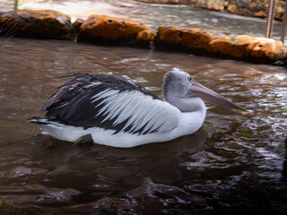 pelican in the water