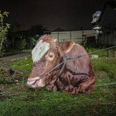 cow on the farm