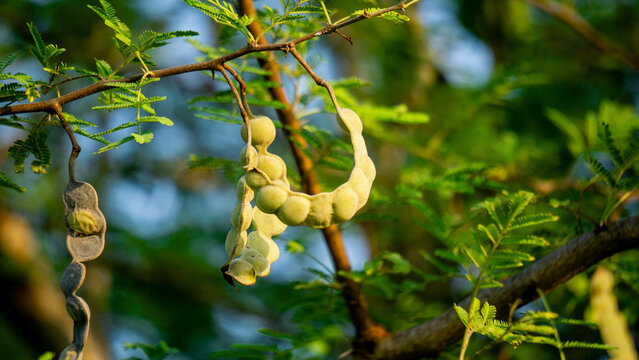 Gum arabic (gum acacia, gum sudani) fruit on the tree. Gum arabic's mixture of polysaccharides and glycoproteins gives it the properties of a glue and binder that is edible by humans