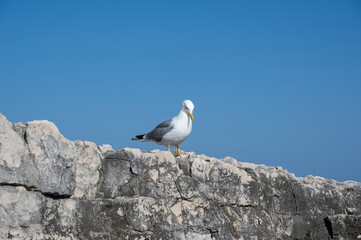 A seagull sits on a rock