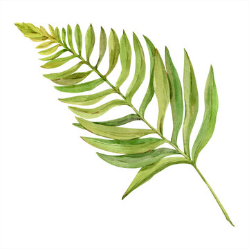 Watercolor fern leaf. Forest wild grass, tropical foliage. Greenery for flower arrangements and wedding decoration.