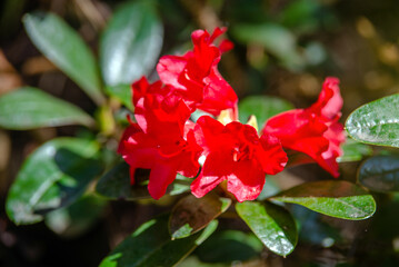 red rhododendron blooms in the Botanical garden
