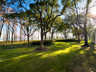 Embracing Nature’s Serenity: Tranquil Wooded Grove Bathed in Golden Sunlight