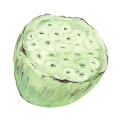 Indian lotus (water lily). Watercolor illustration, hand drawn seed pod. Element for invitation design, label in Asian style.