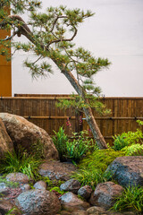 Serene Garden Oasis with Rocky Path and Graceful Pine Tree